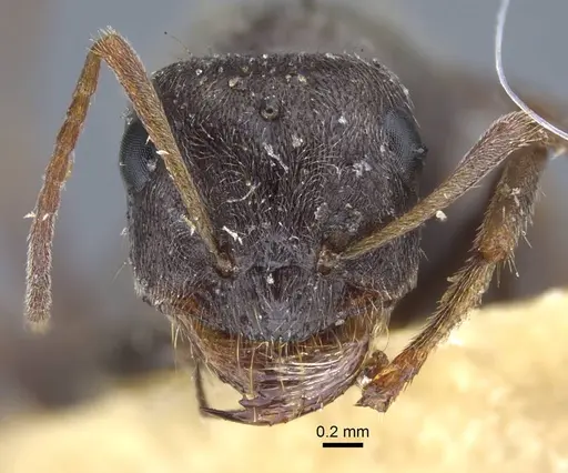 Proformica kaszabi specimen