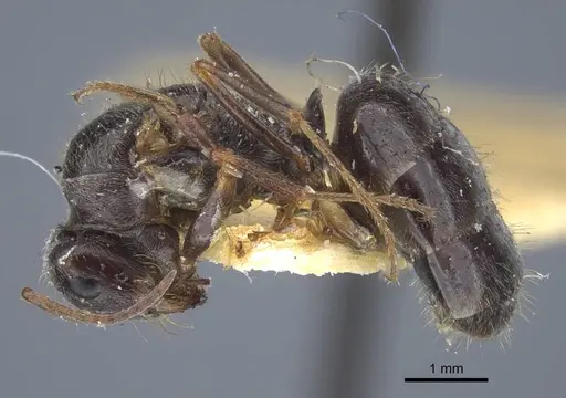 Proformica kaszabi - CASENT0917231