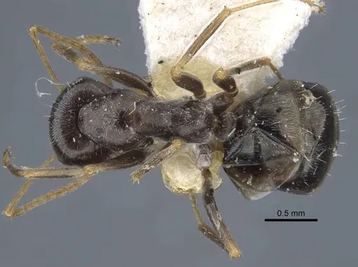 Proformica kaszabi - CASENT0917232