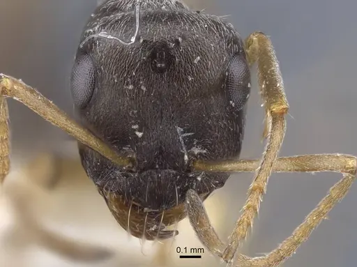 Proformica kaszabi - CASENT0917232