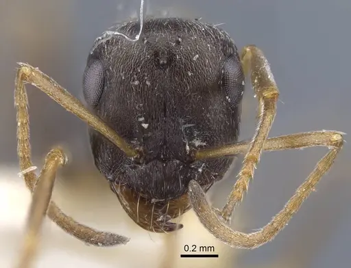 Proformica kaszabi - CASENT0917232