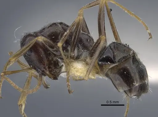 Proformica kaszabi - CASENT0917232