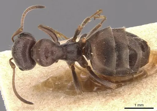 Proformica korbi specimen