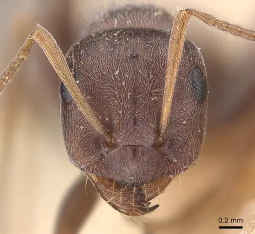 Proformica korbi specimen