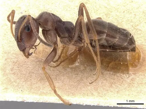 Proformica korbi specimen