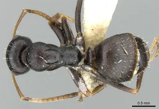 Proformica korbi - CASENT0906300