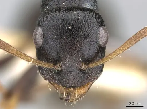 Proformica korbi - CASENT0906300