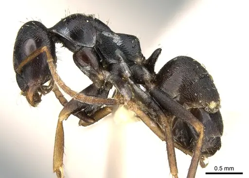 Proformica korbi - CASENT0906300