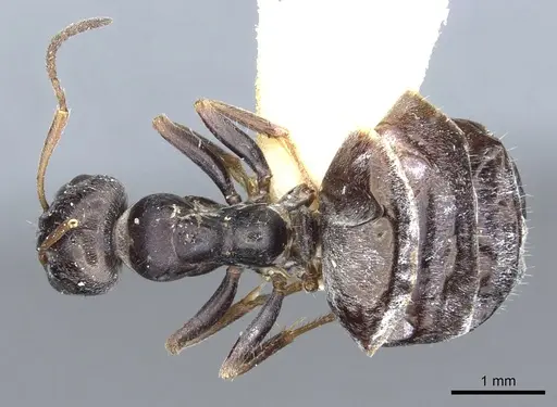 Proformica kosswigi specimen