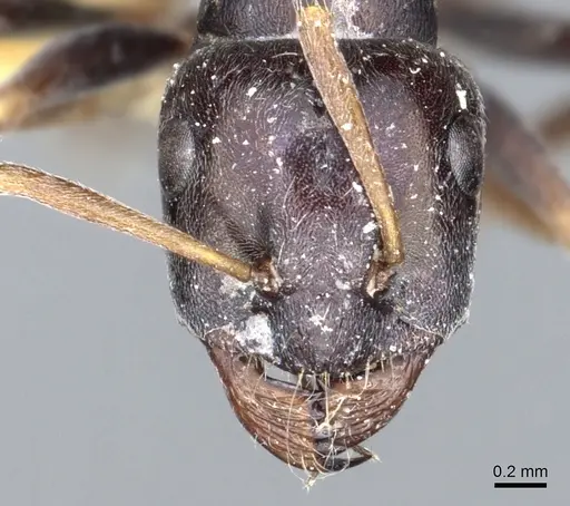 Proformica kosswigi specimen