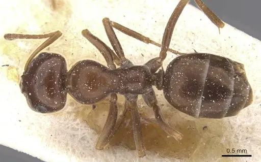 Proformica kusnezowi specimen