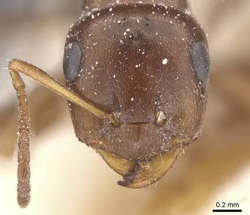 Proformica kusnezowi specimen