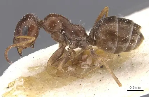 Proformica kusnezowi specimen