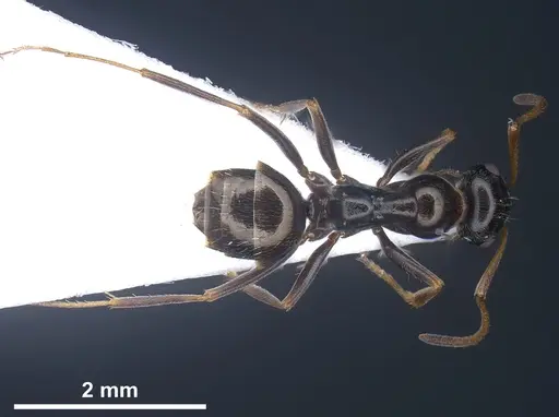 Proformica longipilosa specimen