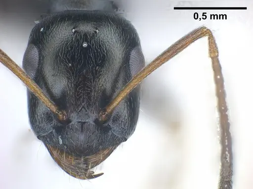 Proformica longipilosa specimen