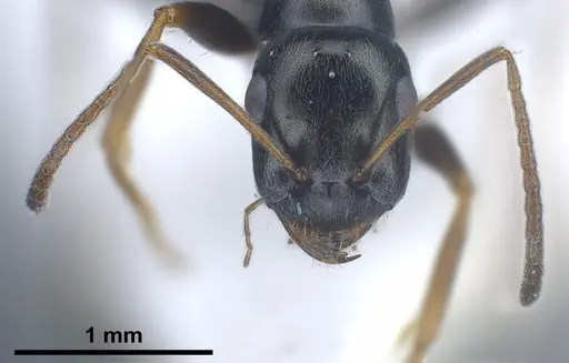 Proformica longipilosa specimen