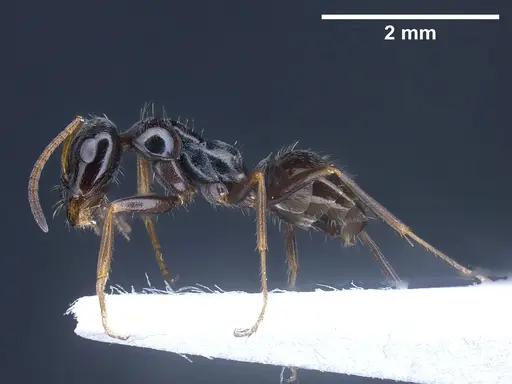 Proformica longipilosa - ANTWEB1041288