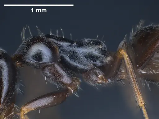 Proformica longipilosa - ANTWEB1041288