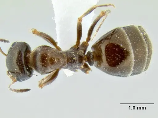 Proformica mongolica specimen