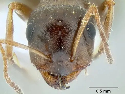 Proformica mongolica specimen