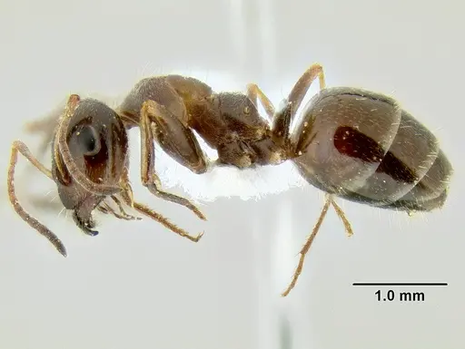 Proformica mongolica specimen
