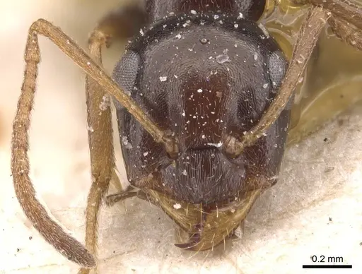 Proformica mongolica - CASENT0905712