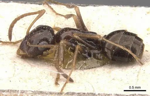 Proformica mongolica - CASENT0905712