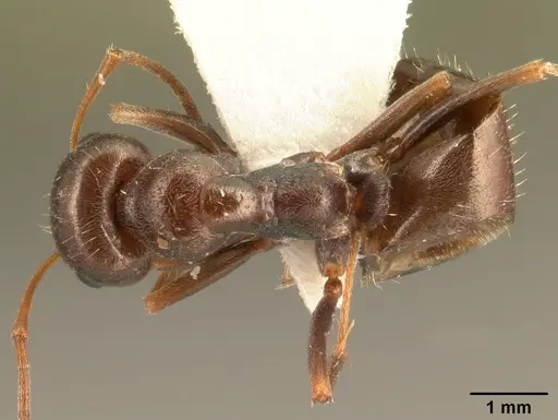 Proformica nasuta specimen