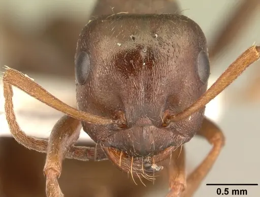 Proformica nasuta specimen