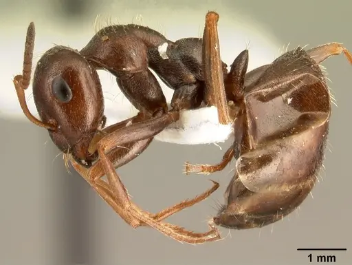 Proformica nasuta specimen