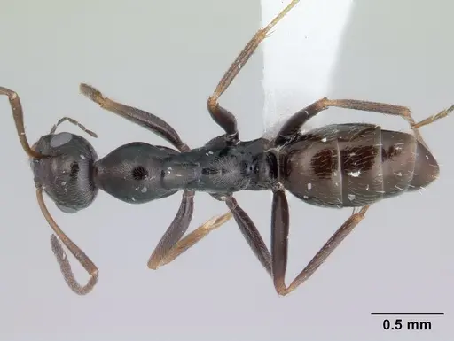 Proformica nasuta - CASENT0178841