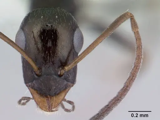 Proformica nasuta - CASENT0178841