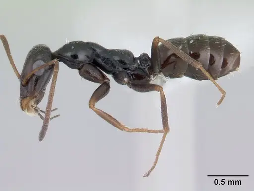 Proformica nasuta - CASENT0178841