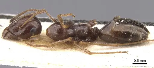 Proformica nasuta - CASENT0912275