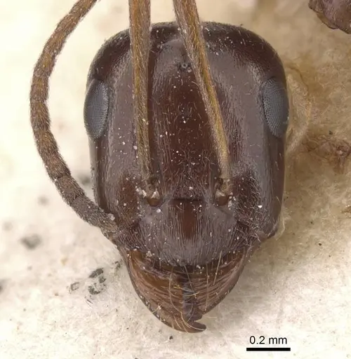 Proformica nasuta - CASENT0912275