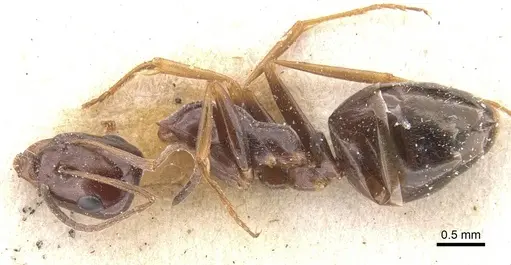 Proformica nasuta - CASENT0912275