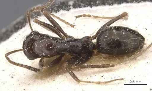 Proformica nasuta - CASENT0912276