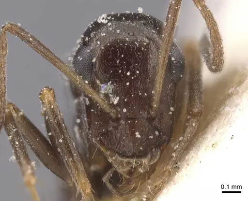 Proformica nasuta - CASENT0912276