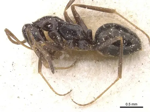 Proformica nasuta - CASENT0912276