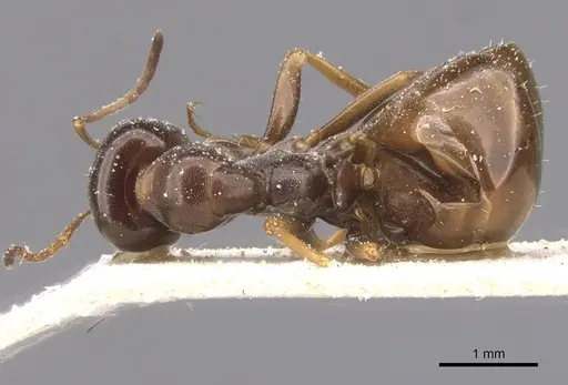 Proformica nasuta - CASENT0912277