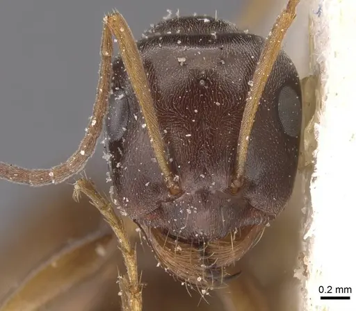 Proformica nasuta - CASENT0912277