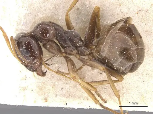 Proformica nasuta - CASENT0912277