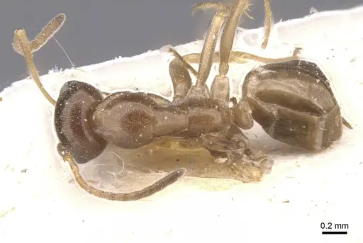 Proformica nasuta - CASENT0912278