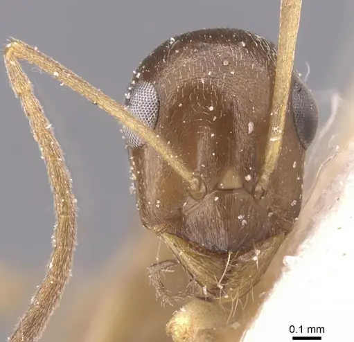 Proformica nasuta - CASENT0912278