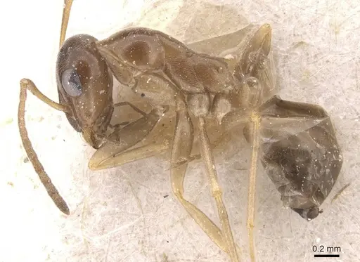 Proformica nasuta - CASENT0912278