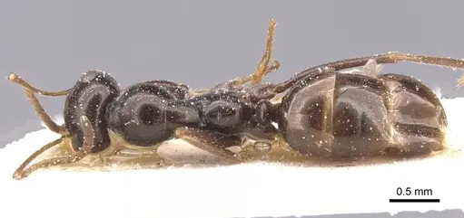 Proformica nitida specimen