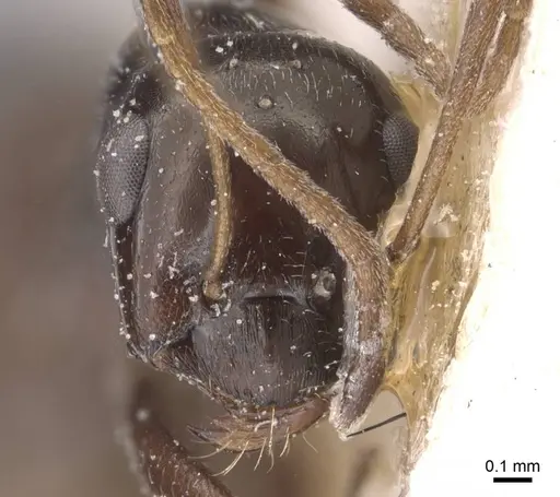 Proformica nitida specimen