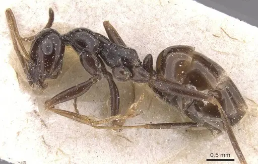 Proformica nitida specimen