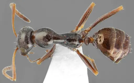 Proformica oculatissima specimen