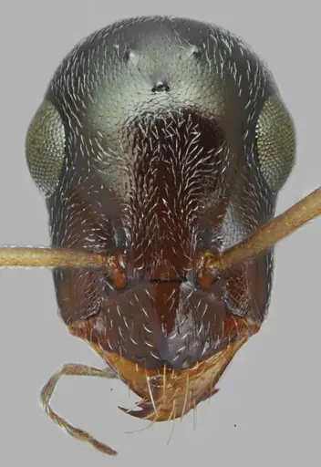 Proformica oculatissima specimen